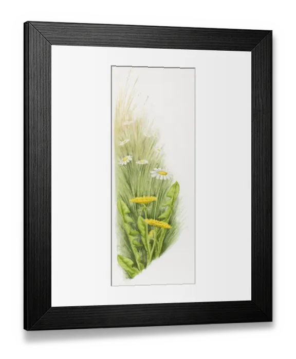 Framed Print : Illustration of Dandelions (Taraxacum officinale) and common European Daisies (Bellis perennis) Framed Print : Illustration of Dandelions (Taraxacum officinale) and common European Daisies (Bellis perennis)