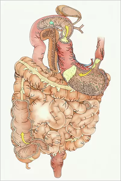 Illustration of human digestive system, including stomach, small intestine and large intestine