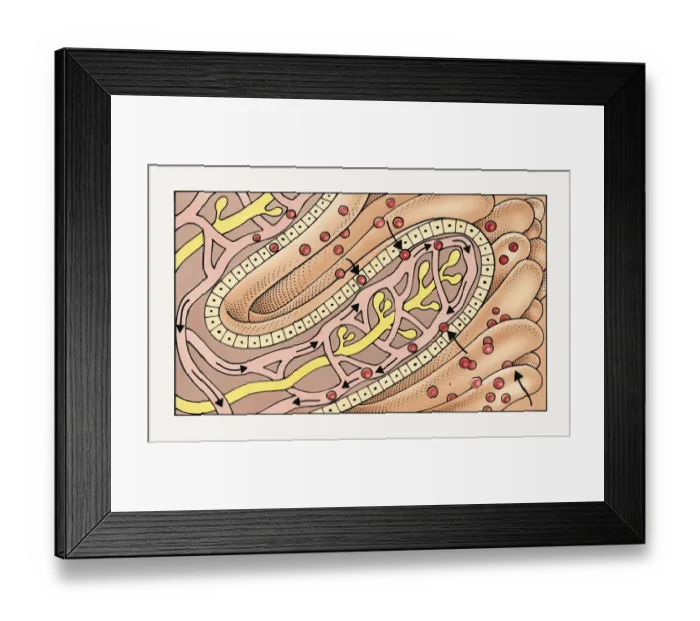 Framed Print : Illustration of villus in human small intestine absorbing peptides and amino acids into capillaries