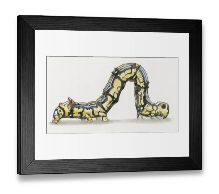 Framed Print : Illustration of Cabbage Looper (Trichoplusia ni) caterpillar also known as a Cabbage Worm Framed Print : Illustration of Cabbage Looper (Trichoplusia ni) caterpillar also known as a Cabbage Worm