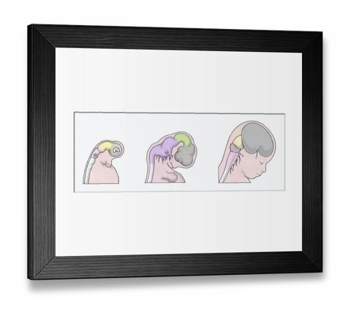 Framed Print : Illustration of three stages of Neurogenesis responsible for populating growth of brain in human embryo