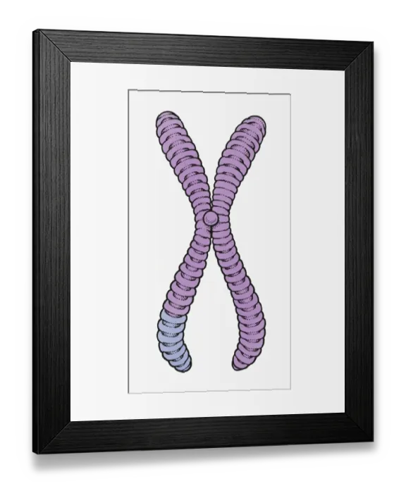 Framed Print : Illustration of human chromosome showing chromatid, centromere, short arm and long arm
