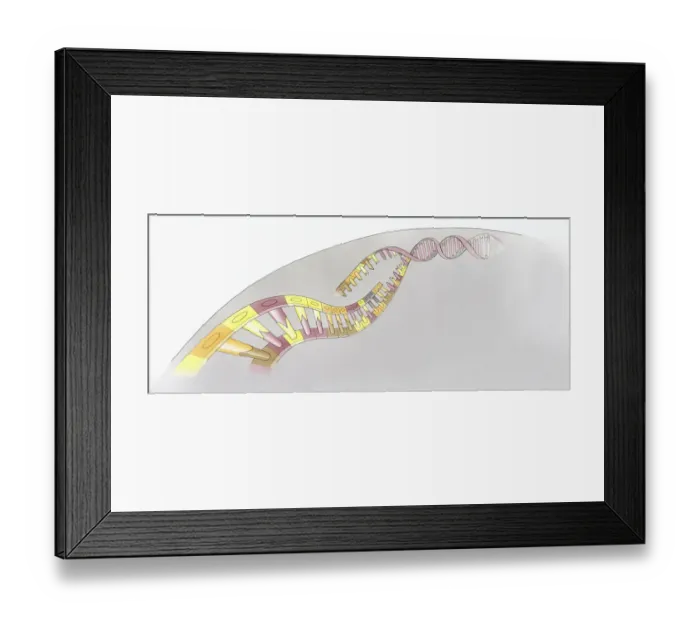 Framed Print : Illustration of structure of human Deoxyribonucleic acid (DNA) Framed Print : Illustration of structure of human Deoxyribonucleic acid (DNA)