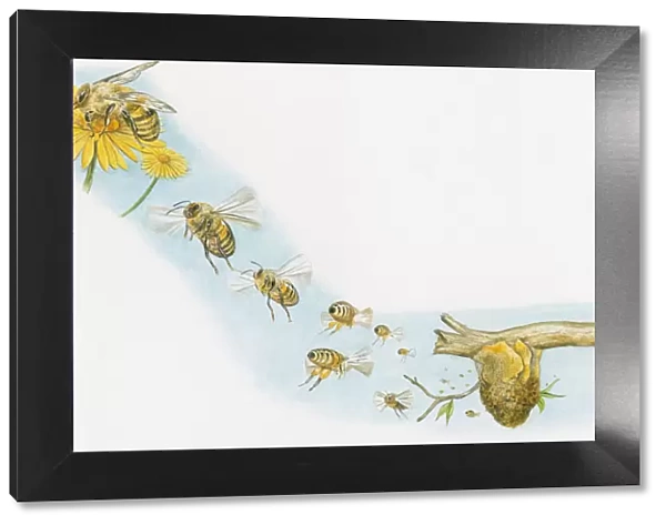 Illustration of Honey Bee on flower and other worker bees flying to and from beehive with nectar