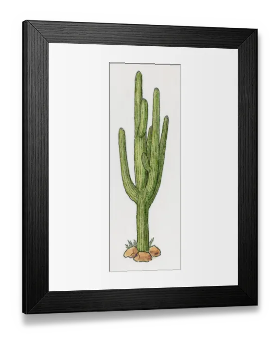 Framed Print : Illustration of green cactus Framed Print : Illustration of green cactus