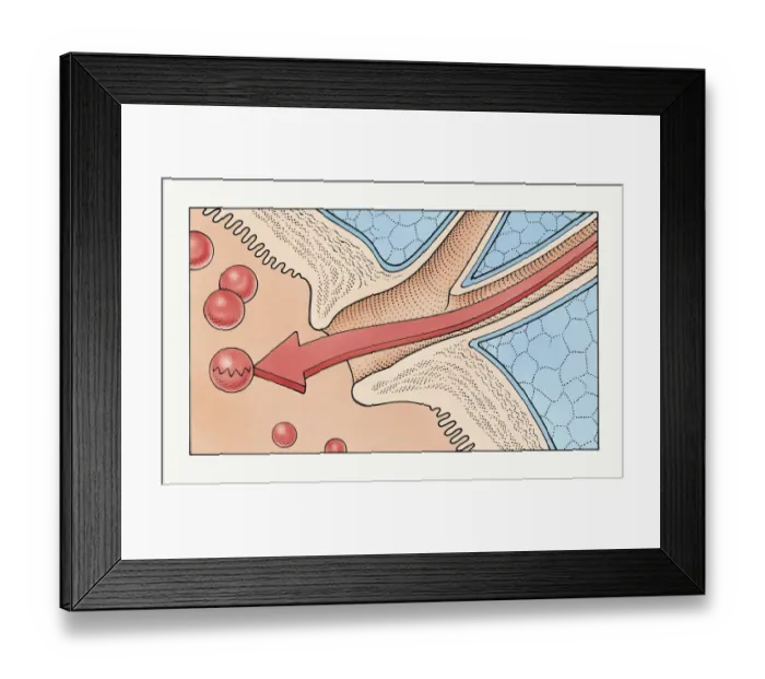 Framed Print : Illustration showing how enzymes flow through human pancreatic duct into duodenum of small intestine, breaking down peptides into amino acids Framed Print : Illustration showing how enzymes flow through human pancreatic duct into duodenum of small intestine, breaking down peptides into amino acids