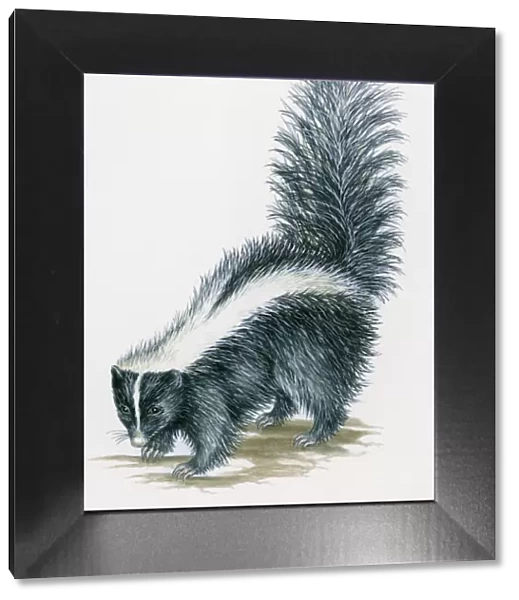 Illustration of Striped Skunk (Mephitis mephitis) with black body and white stripe along each side