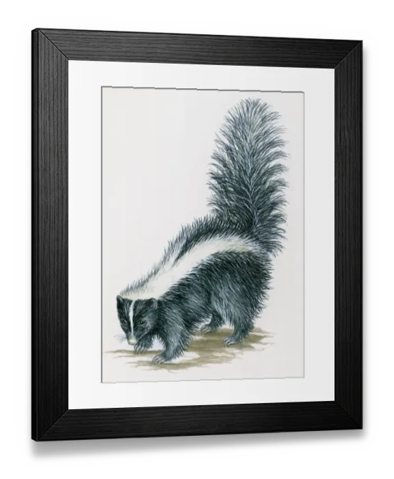 Framed Print : Illustration of Striped Skunk (Mephitis mephitis) with black body and white stripe along each side Framed Print : Illustration of Striped Skunk (Mephitis mephitis) with black body and white stripe along each side