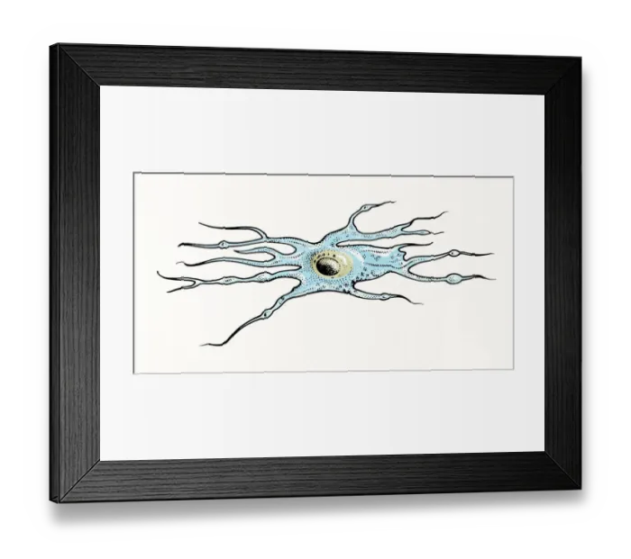 Framed Print : Illustration of Oligodendrocyte glia cell or neuroglia Framed Print : Illustration of Oligodendrocyte glia cell or neuroglia