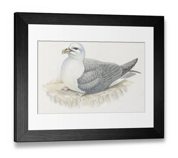 Framed Print : Illustration of Southern Fulmar (Fulmarus glacialoides) Framed Print : Illustration of Southern Fulmar (Fulmarus glacialoides)