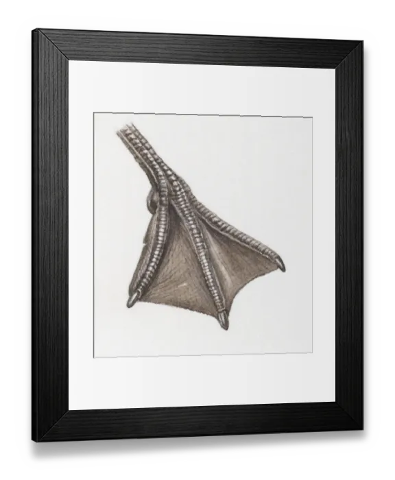 Framed Print : Illustration of webbed foot of water bird