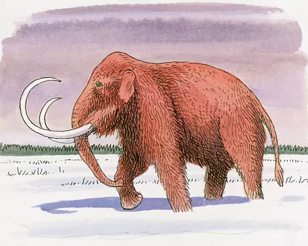 Illustration of Woolly Mammoth (Mammuthus primigenius), walking in snow at beginning of Ice Age