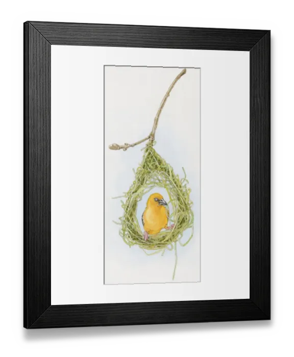 Framed Print : Illustration of male Slender-billed Weaver (Ploceus pelzelni) inside nest of dried grass