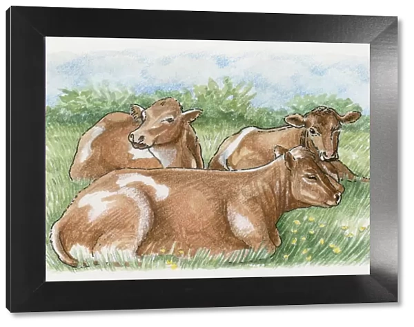 Illustration of cows lying down on grass in anticipation of rain