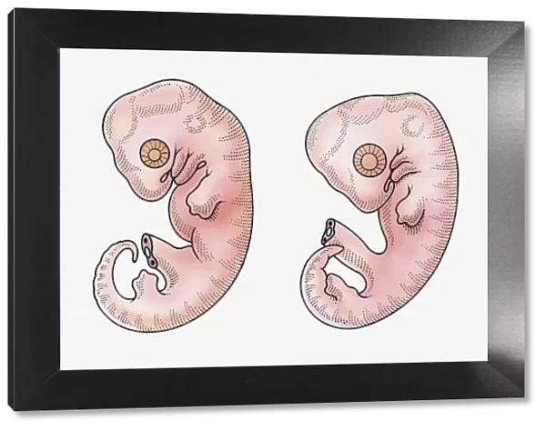 Illustration of reptile, bird, rabbit and human embryos in early stage of development