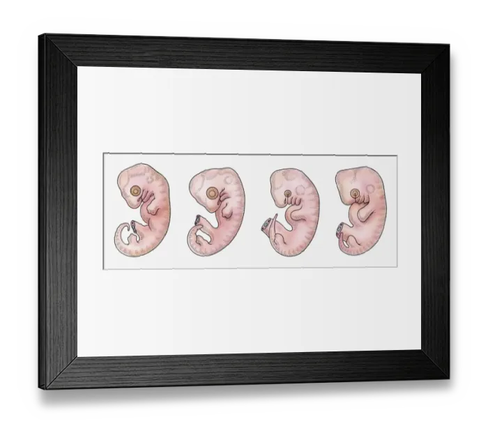 Framed Print : Illustration of reptile, bird, rabbit and human embryos in early stage of development Framed Print : Illustration of reptile, bird, rabbit and human embryos in early stage of development