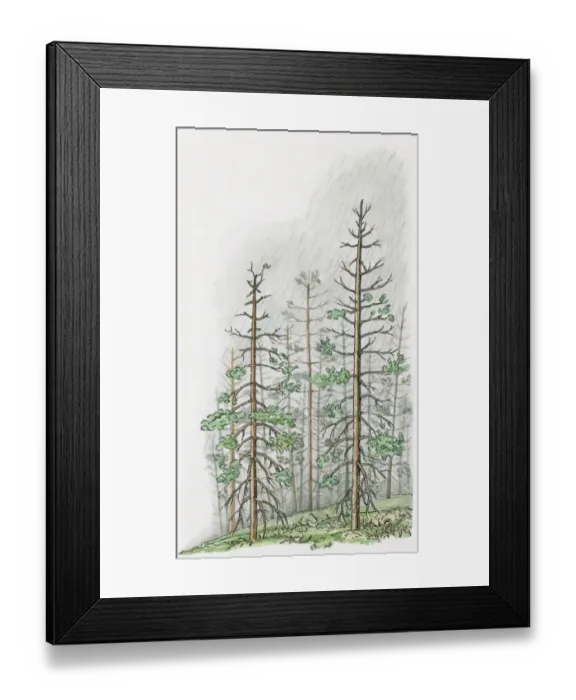Framed Print : Illustration of torrential acid rain damaging tall trees on hill