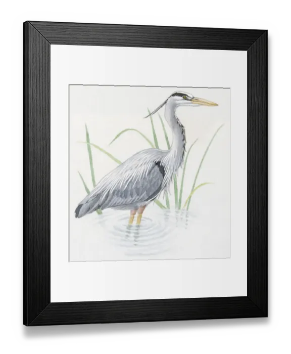 Framed Print : Illustration of Grey Heron (Ardea cinerea), standing in water