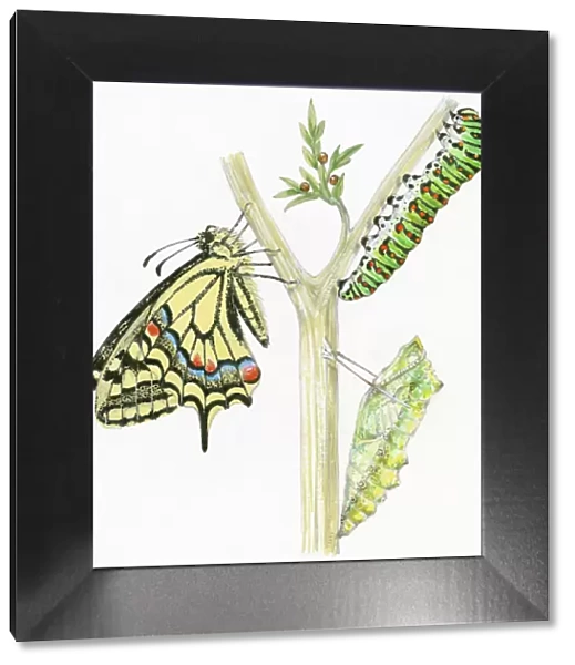 Illustration of life cycle of Swallowtail Butterfly (Papilio machaon) from pupa and caterpillar, to adult butterfly