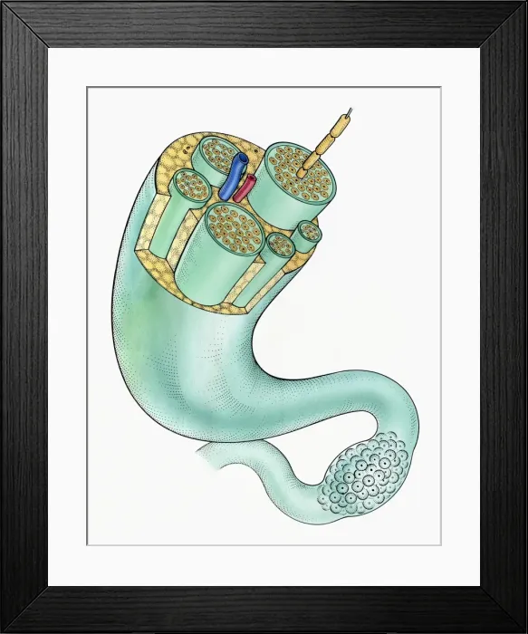 Framed Print : Illustration of peripheral nerves showing ganglion, nerve Fibers, myelin sheath, Arteries, veins and fat cells Framed Print : Illustration of peripheral nerves showing ganglion, nerve Fibers, myelin sheath, Arteries, veins and fat cells