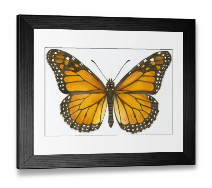 Framed Print : Illustration of Monarch (Danaus plexippus) butterfly