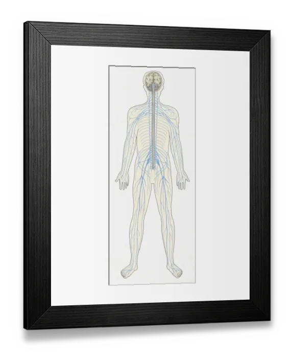 Framed Print : Illustration of human Central Nervous System showing brain, spinal cord, veins and arteries Framed Print : Illustration of human Central Nervous System showing brain, spinal cord, veins and arteries