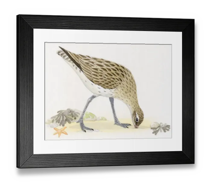 Framed Print : Illustration of Bar-tailed Godwit (Limosa lapponica) foraging for food on beach Framed Print : Illustration of Bar-tailed Godwit (Limosa lapponica) foraging for food on beach