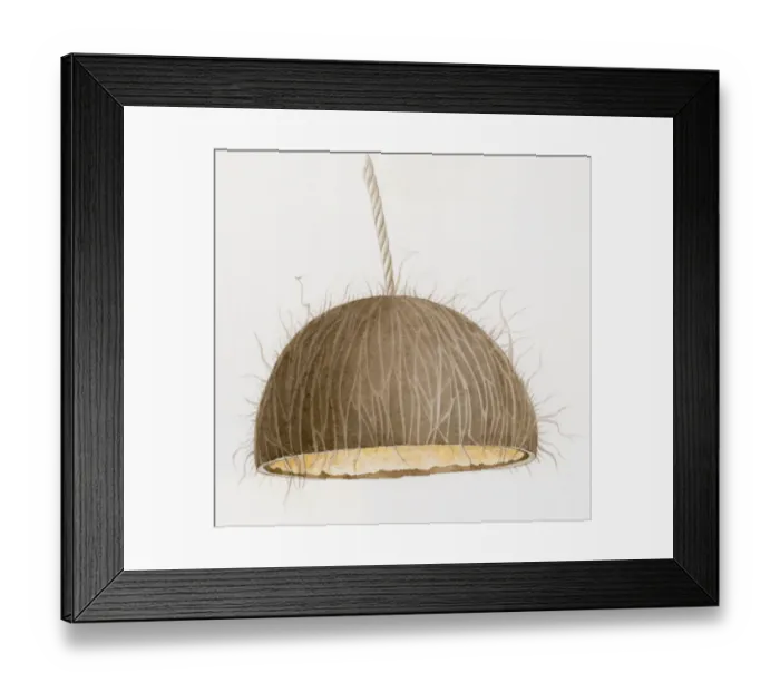 Framed Print : Illustration of coconut bird-feeding bell hanging upside down from string Framed Print : Illustration of coconut bird-feeding bell hanging upside down from string