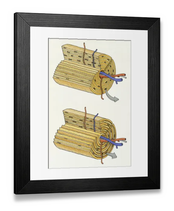 Framed Print : Illustration of cross section of normal bone structure with blood vessels in central canal