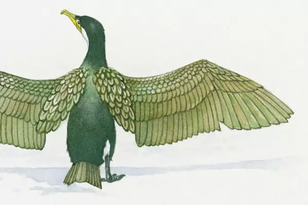 Illustration of Cormorant (Phalacrocorax) with spread wings