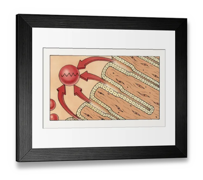 Framed Print : Illustration of gastric glands secreting pepsin to break down protein in stomach into digestible peptides