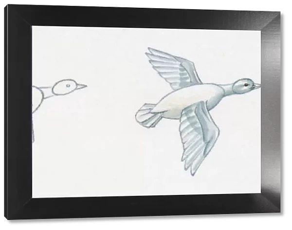 Pencil drawing of three stages of illustrating duck flying starting with basic body outline and ending with details including feather and common features