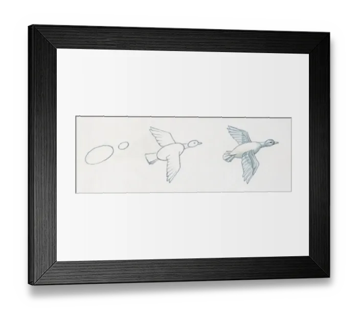 Framed Print : Pencil drawing of three stages of illustrating duck flying starting with basic body outline and ending with details including feather and common features Framed Print : Pencil drawing of three stages of illustrating duck flying starting with basic body outline and ending with details including feather and common features