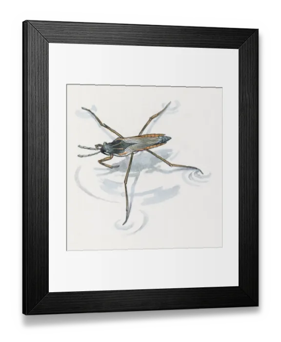 Framed Print : Illustration of Water Boatman (Sigara striata) usng long legs to stand on water Framed Print : Illustration of Water Boatman (Sigara striata) usng long legs to stand on water