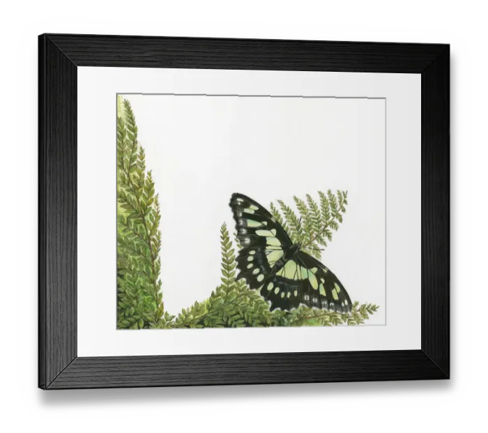 Framed Print : Malachite (Siproeta stelenes) butterfly on leaf stem Framed Print : Malachite (Siproeta stelenes) butterfly on leaf stem