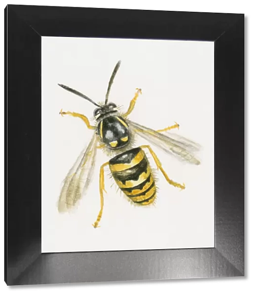 Illustration of Common Wasp (Vespula vulgaris)