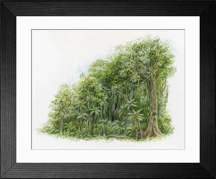 Framed Print : Illustration of two people looking up at tall tree in rainforest in northeastern Australia Framed Print : Illustration of two people looking up at tall tree in rainforest in northeastern Australia