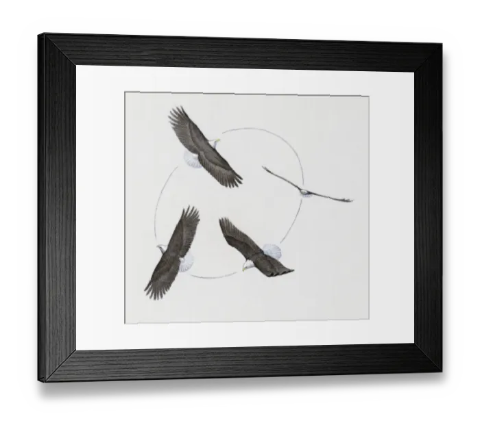Framed Print : Bald Eagle (Haliaeetus leucocephalus), four birds of prey circling in thermals with powerful spread wings