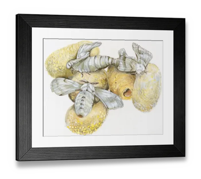 Framed Print : Illustration of Silkworm (Bombyx mori) pupa hatching from raw silk cocoon Framed Print : Illustration of Silkworm (Bombyx mori) pupa hatching from raw silk cocoon