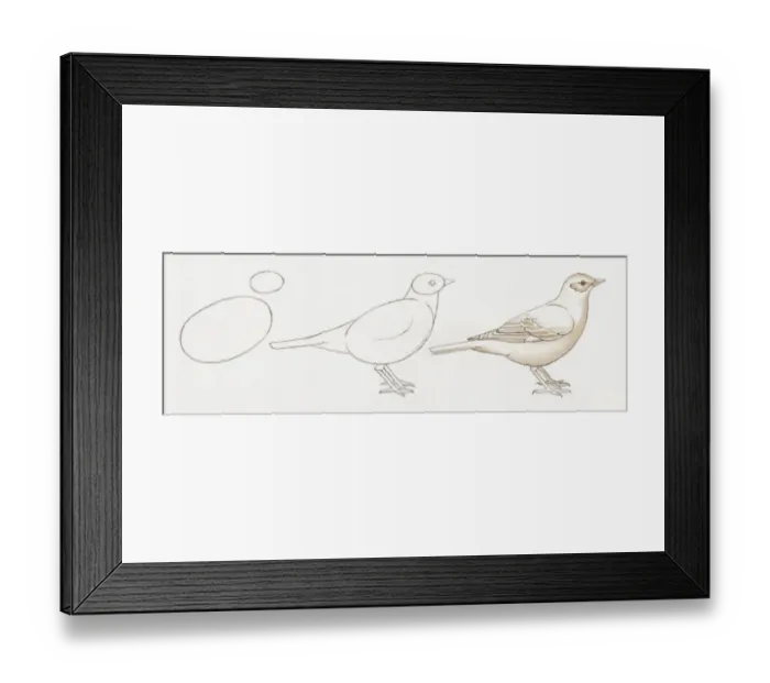 Framed Print : Pencil drawing of three stages of illustrating birds starting with basic body outline and ending with details including feather and common features Framed Print : Pencil drawing of three stages of illustrating birds starting with basic body outline and ending with details including feather and common features