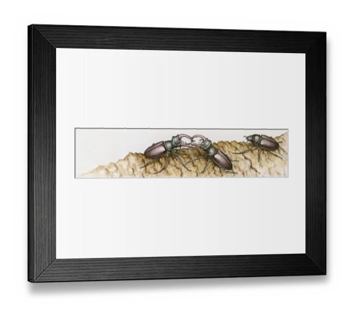Framed Print : Illustration of two male Stag Beetles (Lucanus cervus) fighting with mandibles on tree trunk Framed Print : Illustration of two male Stag Beetles (Lucanus cervus) fighting with mandibles on tree trunk