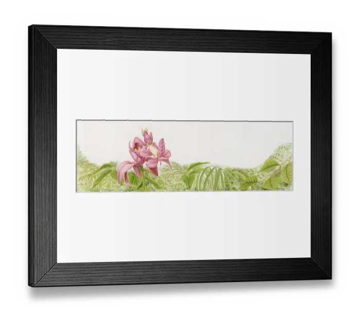 Framed Print : Illustration of Pink Orchid Mantis (Hymenopus coronatus) on orchid flower