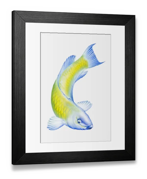 Framed Print : Digital illustration of Parrotfish (Scarus), tropical reef fish