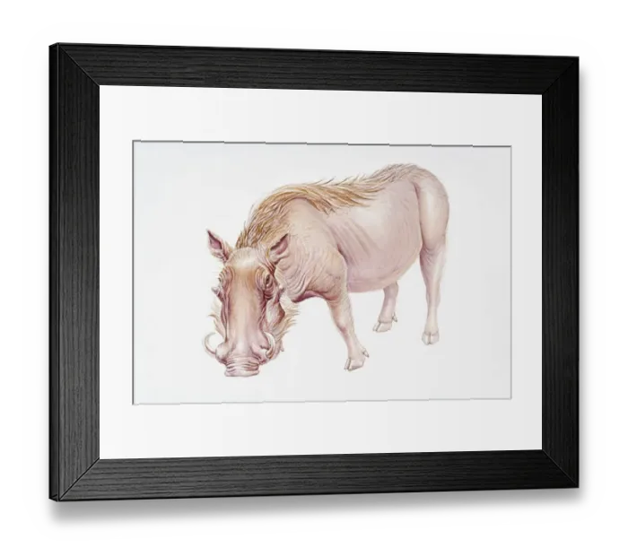 Framed Print : Digital illustration of Warthog (Phacochoerus africanus)