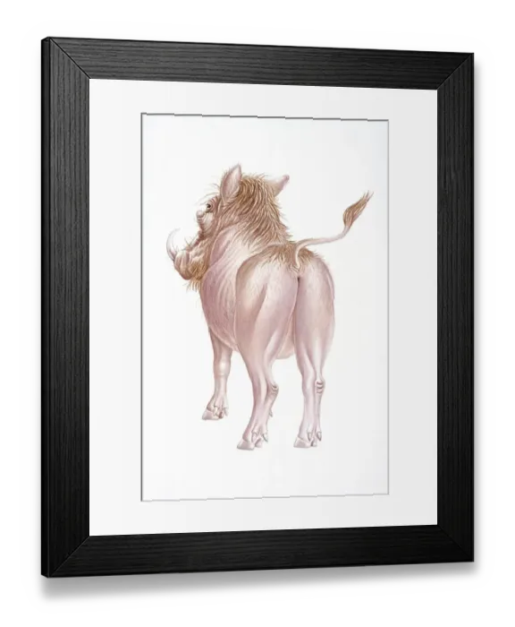 Framed Print : Digital illustration of back of Warthog (Phacochoerus africanus), rear view Framed Print : Digital illustration of back of Warthog (Phacochoerus africanus), rear view