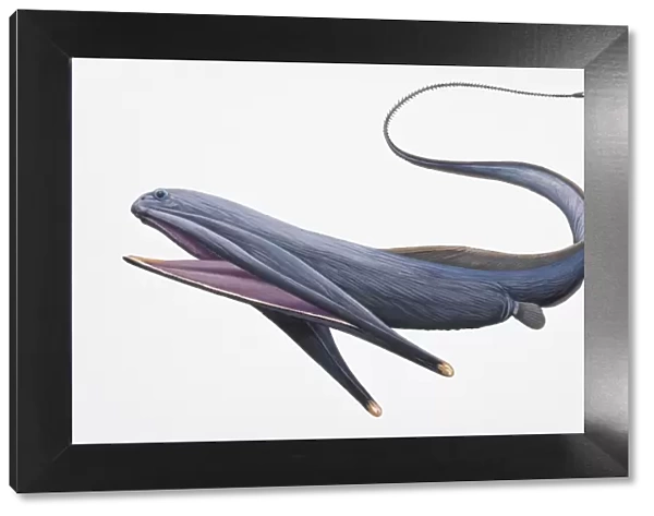 Digital illustration of Gulper Eel or Pelican Eel (Eurypharynx pelecanoides), with large mouth and long tail