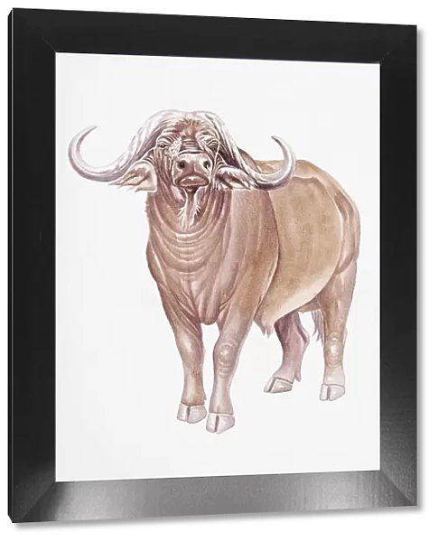 Digital illustration of African Buffalo (Syncerus caffer), a large, horned bovid