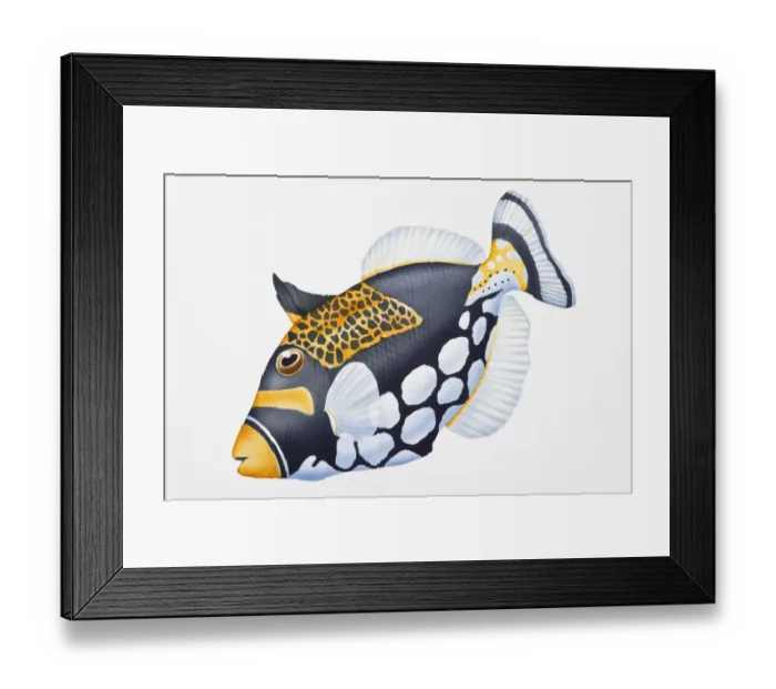 Framed Print : Digital illustration of Clown Triggerfish (Balistoides conspicillum), showing unique colouration Framed Print : Digital illustration of Clown Triggerfish (Balistoides conspicillum), showing unique colouration