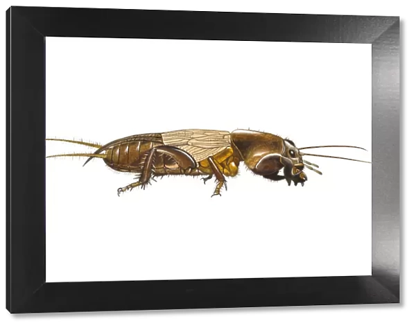 Digital illustration of Mole Cricket (Gryllotalpa gryllotalpa)