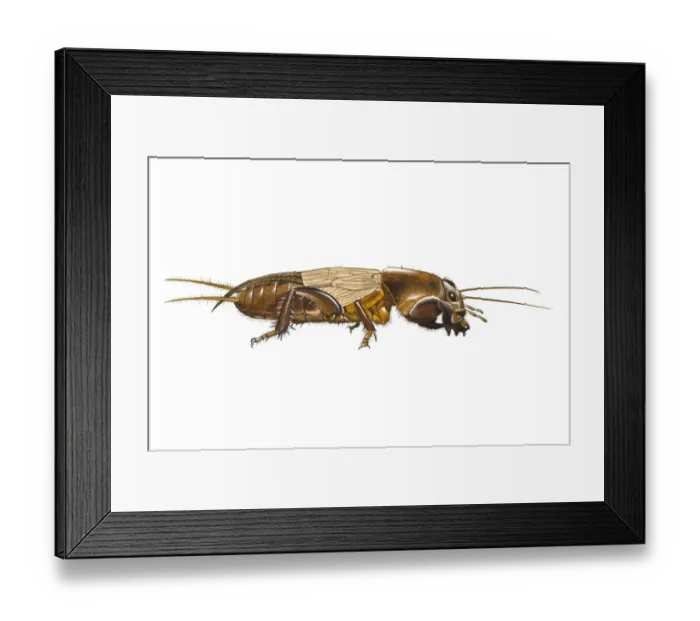 Framed Print : Digital illustration of Mole Cricket (Gryllotalpa gryllotalpa) Framed Print : Digital illustration of Mole Cricket (Gryllotalpa gryllotalpa)